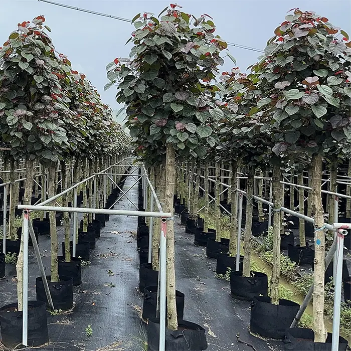 Cây ven biển và cây bán ngập mặn