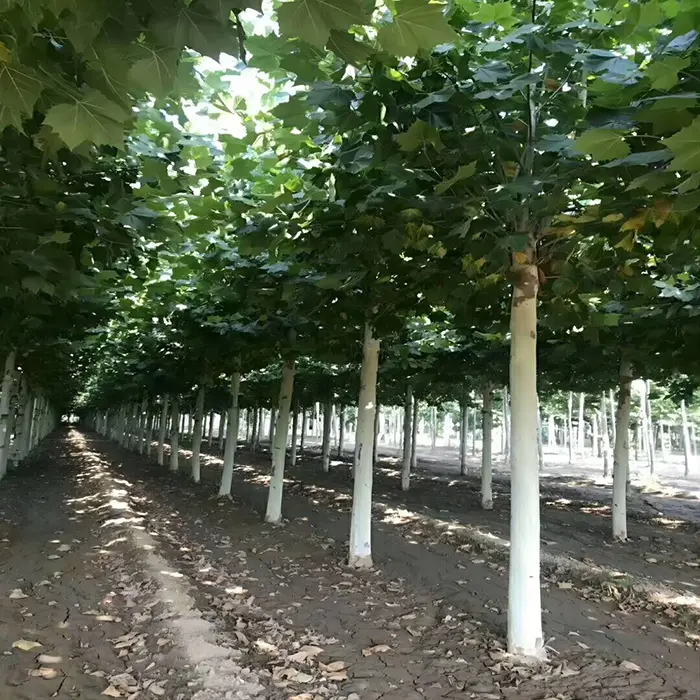 Cây Virescence chịu lạnh