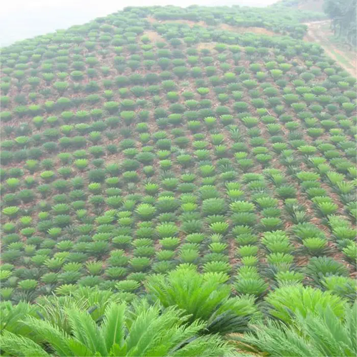 cycas revoluta