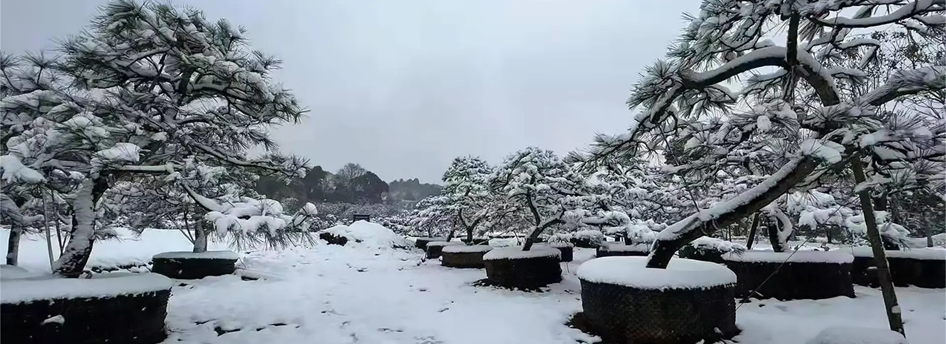 7-bonsai-trees
