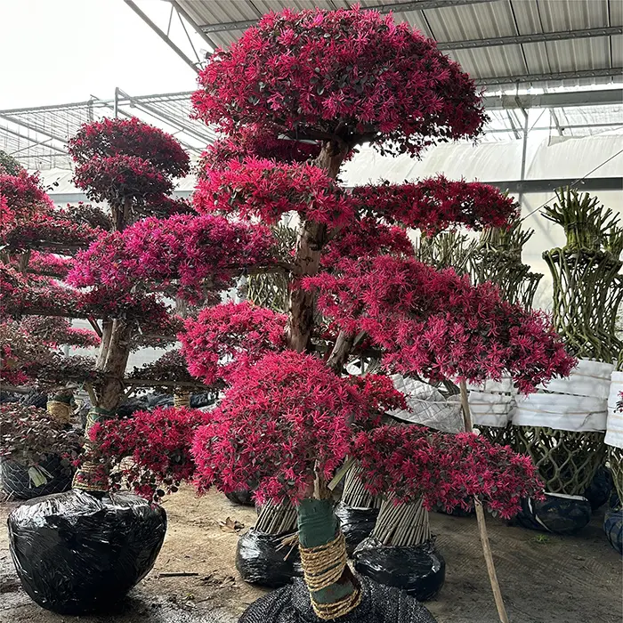 Cây bonsai Cây trồng trong nhà và cây cảnh