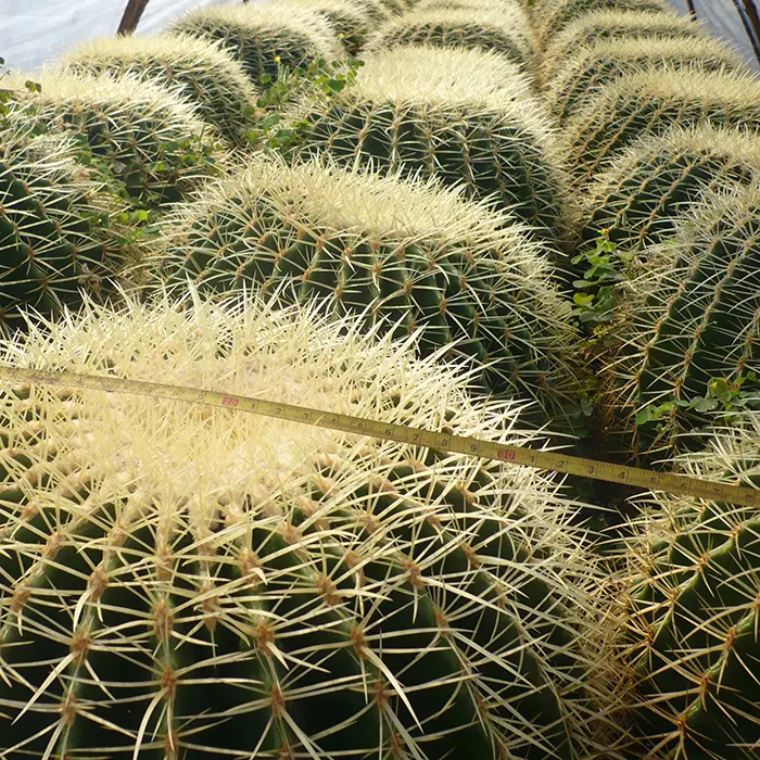 Cây trồng trong nhà và cây cảnh