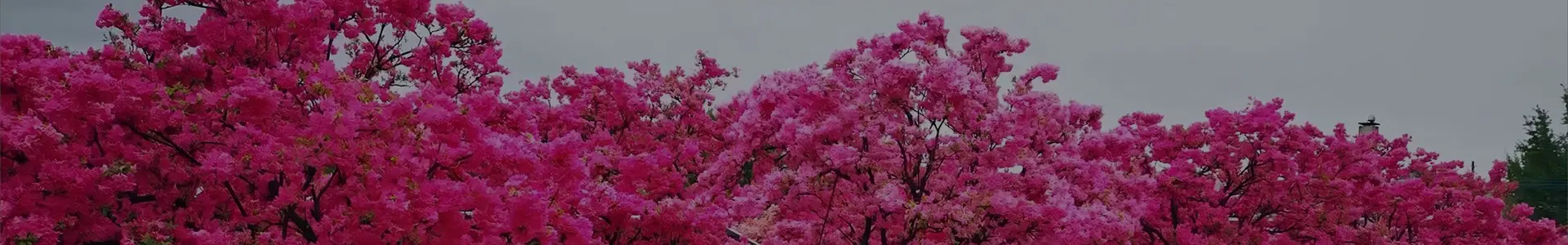 Ad_main_banner