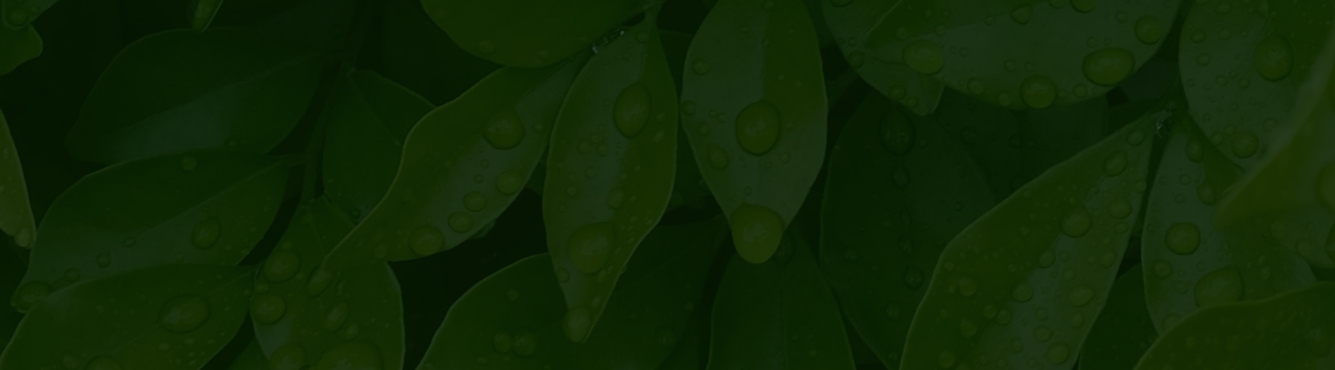 Footer_lvbg